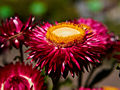 Helichrysum bracteatum IMG_4804 Kocanki ogrodowe